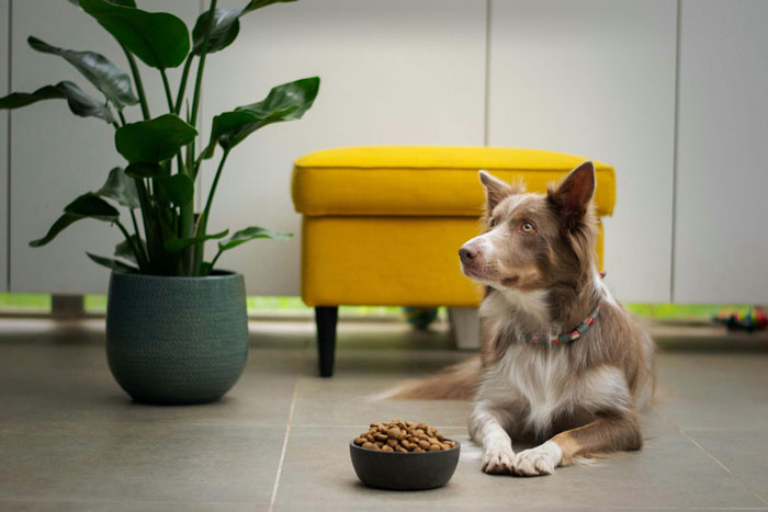 Dog lying on the floor next to a bowl of kibble, highlighting ways to clean dog teeth without brushing.