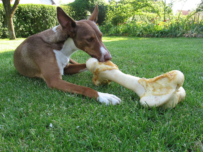 Dog chewing on a large bone outside, aiding clean teeth without brushing.