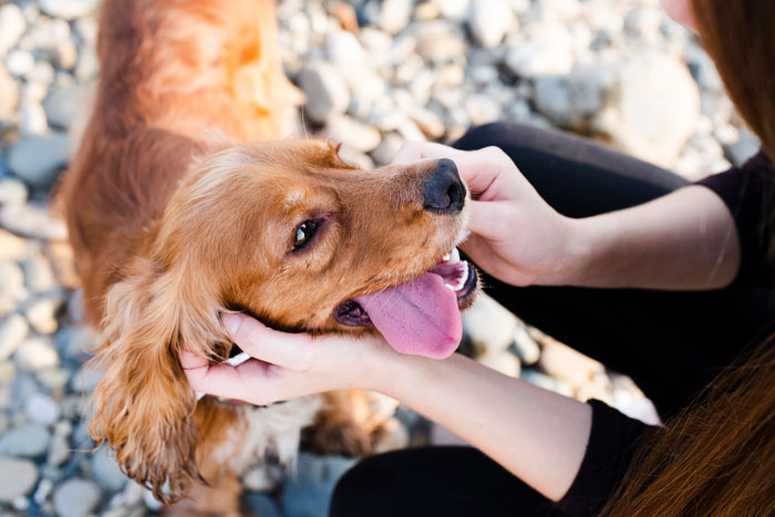 Person checking dog teeth without brushing near pebbles outside.