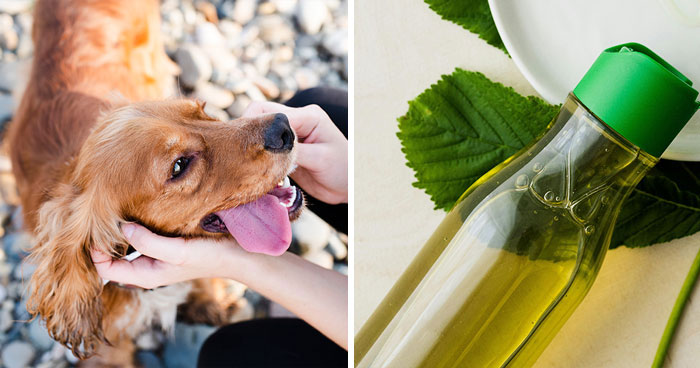 How to Clean Dog Teeth Without Brushing: All Ways Covered By a Vet