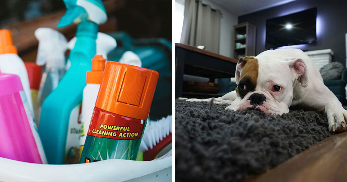 How To Get Dog Urine Out Of a Carpet: Removal Methods