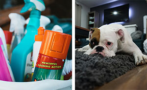 How To Get Dog Urine Out Of a Carpet: Removal Methods