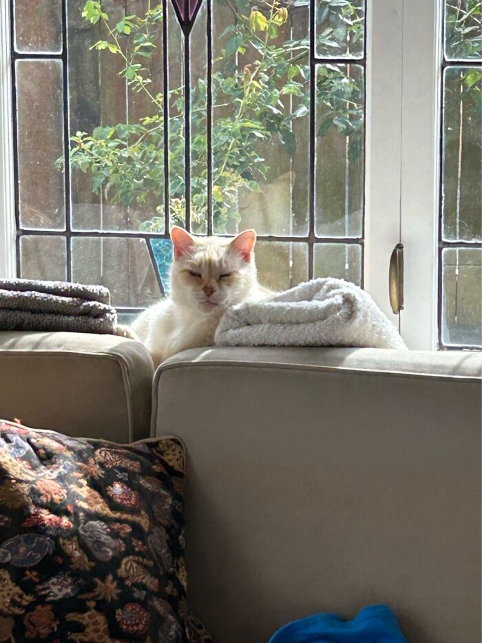 Orville On His Window Ledge