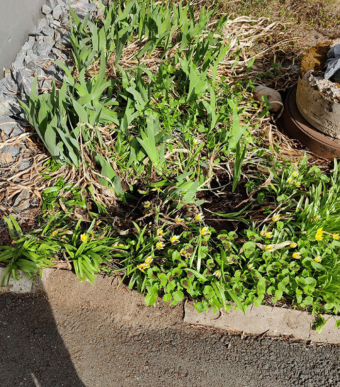 Father-In-Law Visited Us And Took Flowers From My Flower Bed. And My Husband Helped Him