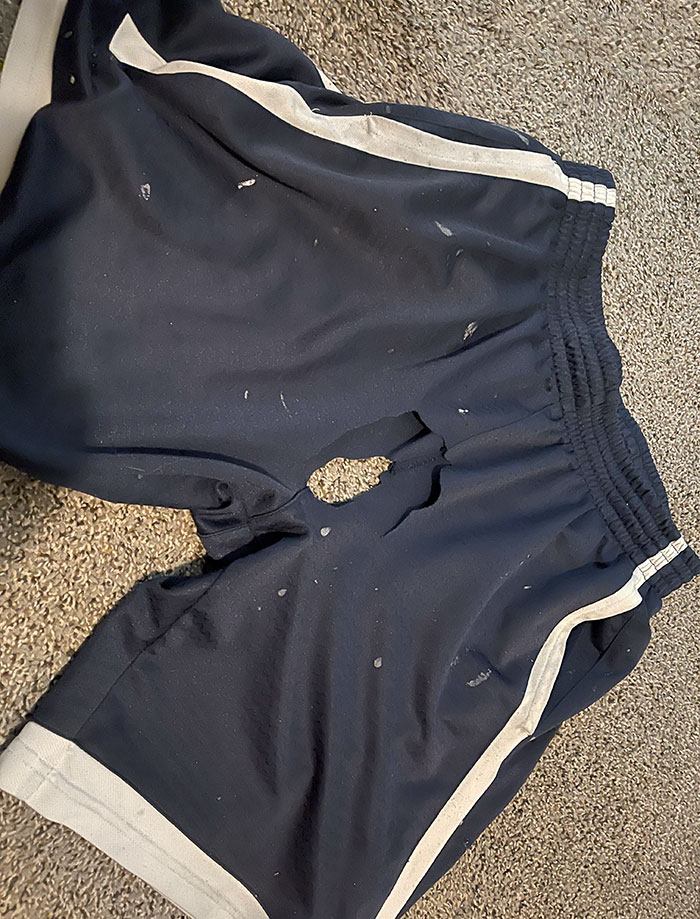 My Wife Kept Threatening To Throw Away My Favorite Pair Of Yard Work Shorts. Today I Found Them Like This