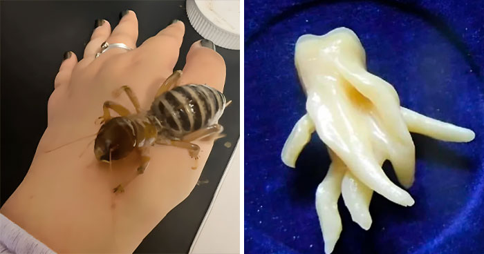 “Looks Bigger In Person”: 50 Times People Were Surprised By The Sheer Size Of Something (New Pics)