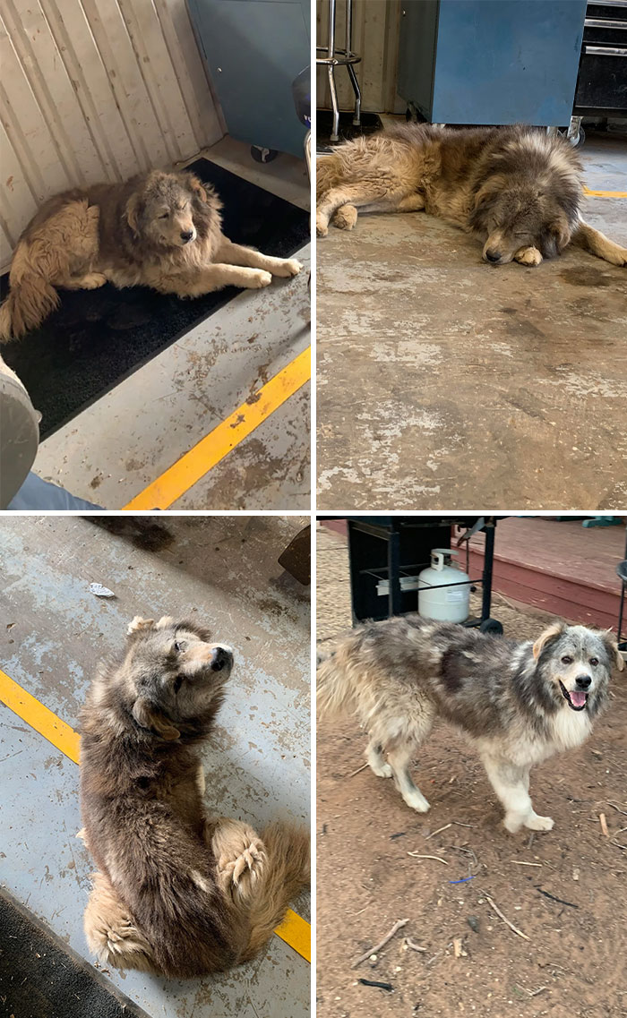 This Stray Hung Out In The Yard Over The Weekend Then Rolled In My Bay. Now He’s Mine