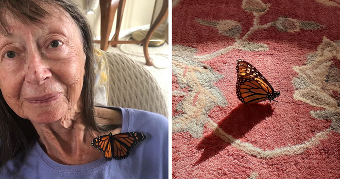 Unable To Migrate To Mexico, A Monarch Butterfly Found A New Home With A Loving Family In Canada