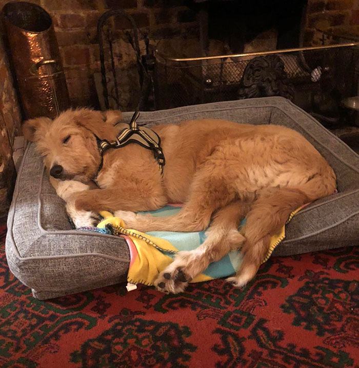 “Dog-Friendly, Child-Free” Pub That’s Been Banning Kids For 11 Years Sparks Heated Debate - 4