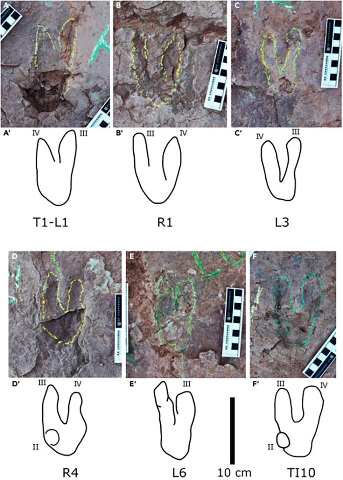 Scientists &ldquo;Flabbergasted&rdquo; By Recent Raptor Discovery In China