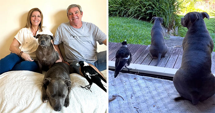 Molly The Magpie Reunites With Family After Forcibly Being Taken Away From Home