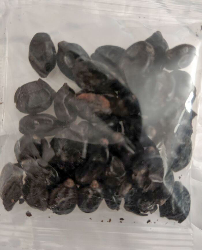 I Just Got A Package From The Philippines Addressed To Me. No One Ordered Anything. They Look Like Seeds, But I Don't Want To Open The Package