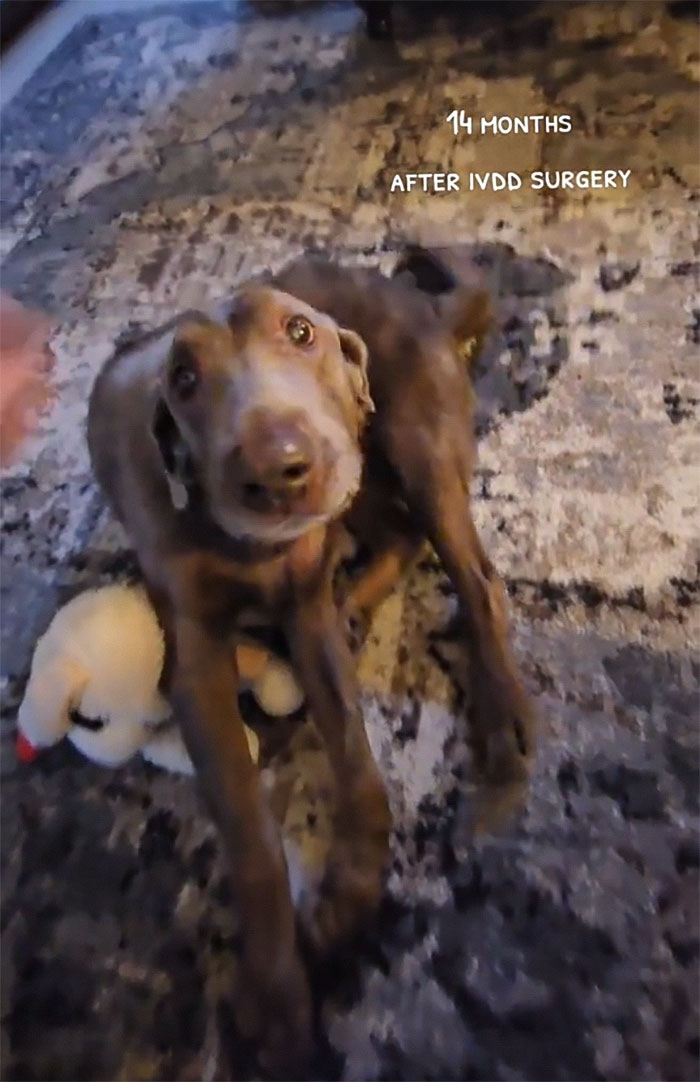 Heartwarming Video Of Once-Paralyzed Dog Realizing He Can Walk Again Goes Viral