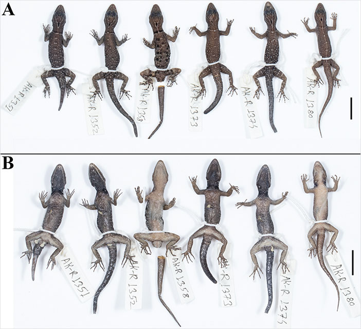 Biologist’s First Thought After Seeing This New Gecko Species Is “Starry Night”, Names It “Vangoghi” - 13