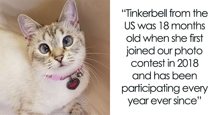 Here Are Some Heartwarming Stories Of Felines Who Have Entered Our “LoveCATS” Photo Contest