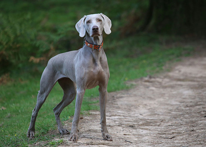 "My Partner Released Our Dog On The Side Of The Highway"