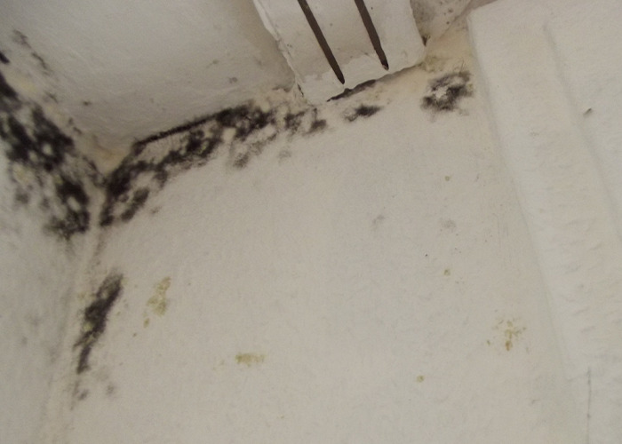 Mold growing on the corner of a white wall and ceiling, showing shocking living conditions.