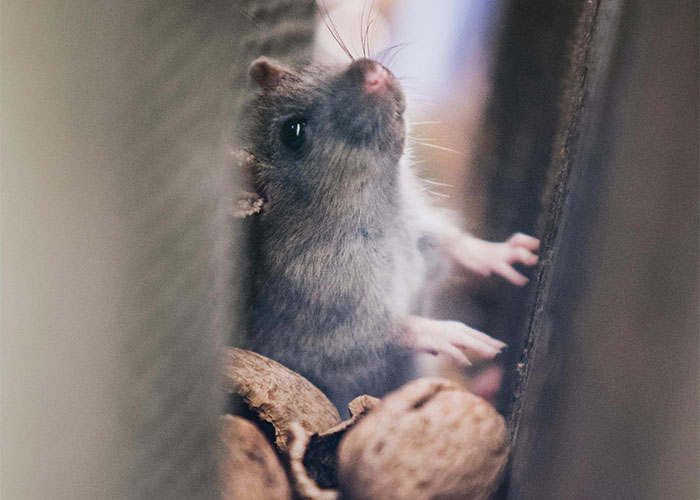 Close-up of a mouse among nuts, illustrating shocking living conditions people have seen and can’t unsee.
