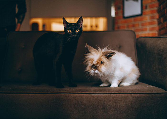 Black cat and fluffy white rabbit sitting together on a couch, showcasing surprising living situations and unexpected pet companionship.