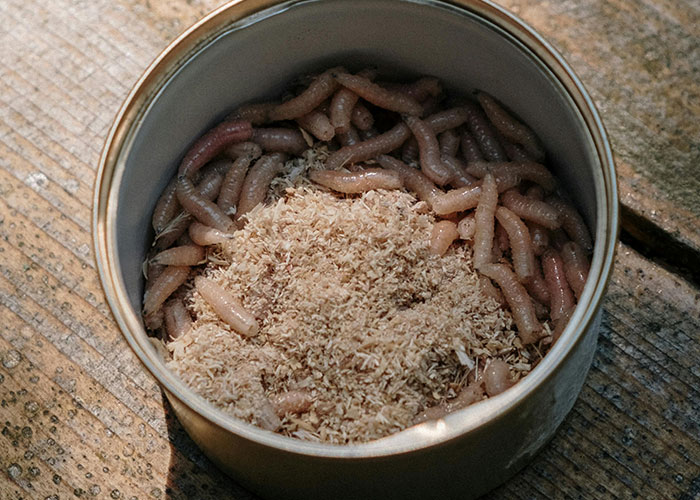 Close-up of a container filled with maggots and sawdust, showcasing unusual living conditions that shock many people.