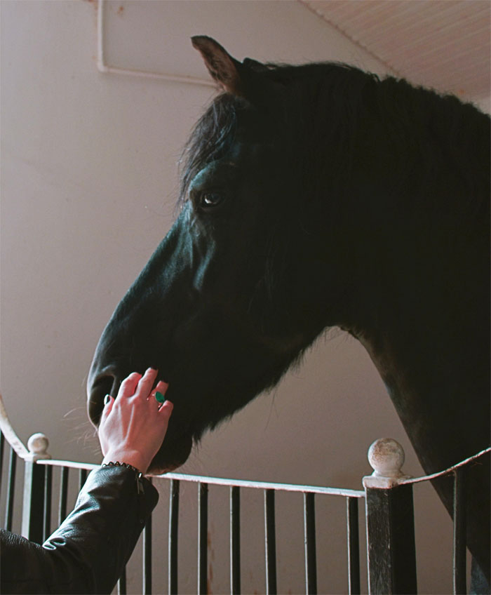 Mom Goes Along With Daughter Trying To Have Horse Class Pet, Girl Stops Due To Potential Shooters