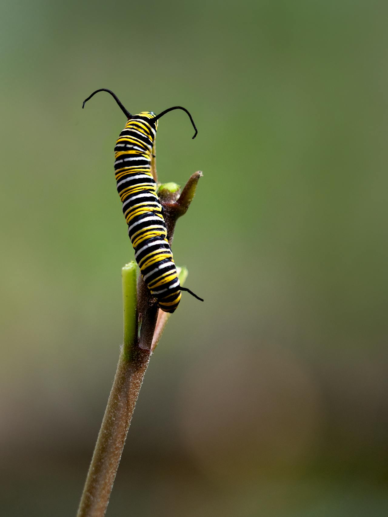 Unable To Migrate To Mexico, A Monarch Butterfly Found A New Home With A Loving Family In Canada