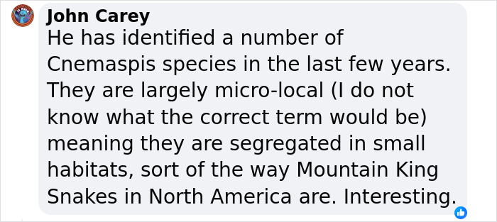 Biologist’s First Thought After Seeing This New Gecko Species Is “Starry Night”, Names It “Vangoghi” - 17