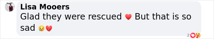 “It’s Insane”: Animal Shelter Left Desperate After Rescuing 500 Guinea Pigs From Hoarder - 12