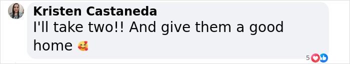 “It’s Insane”: Animal Shelter Left Desperate After Rescuing 500 Guinea Pigs From Hoarder - 13