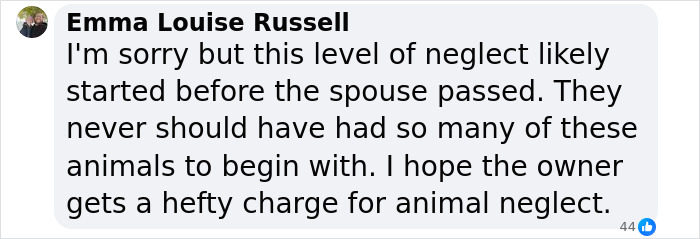 “It’s Insane”: Animal Shelter Left Desperate After Rescuing 500 Guinea Pigs From Hoarder - 8