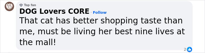 Pet Shop Rescues Stray Cat And Gives Her The Best Life At The Mall - 17