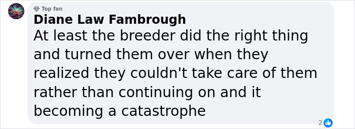 “It’s Insane”: Animal Shelter Left Desperate After Rescuing 500 Guinea Pigs From Hoarder - 5