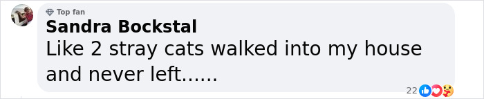 Pet Shop Rescues Stray Cat And Gives Her The Best Life At The Mall - 11