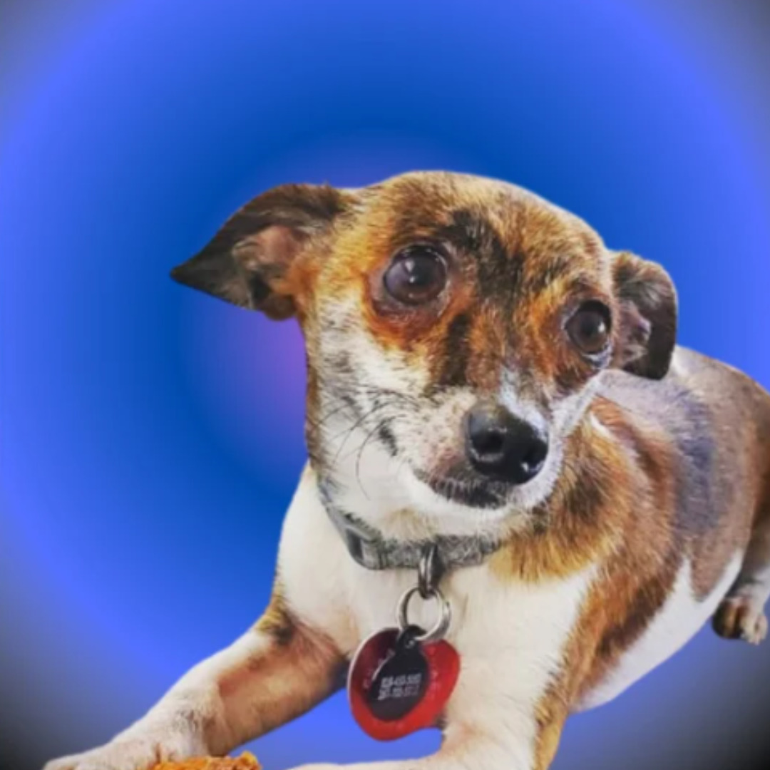 How I Accidentally Became A Pet Psychic