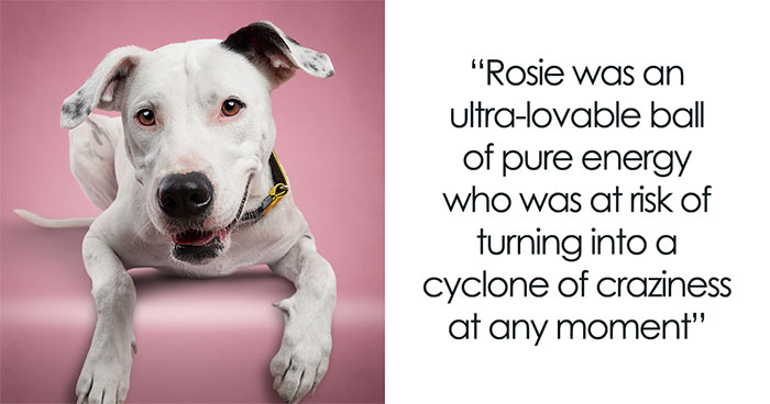 As A Pet Photographer, I Help Rescue Dogs Find Their Forever Homes By Doing Proper Photoshoots (16 Pics)