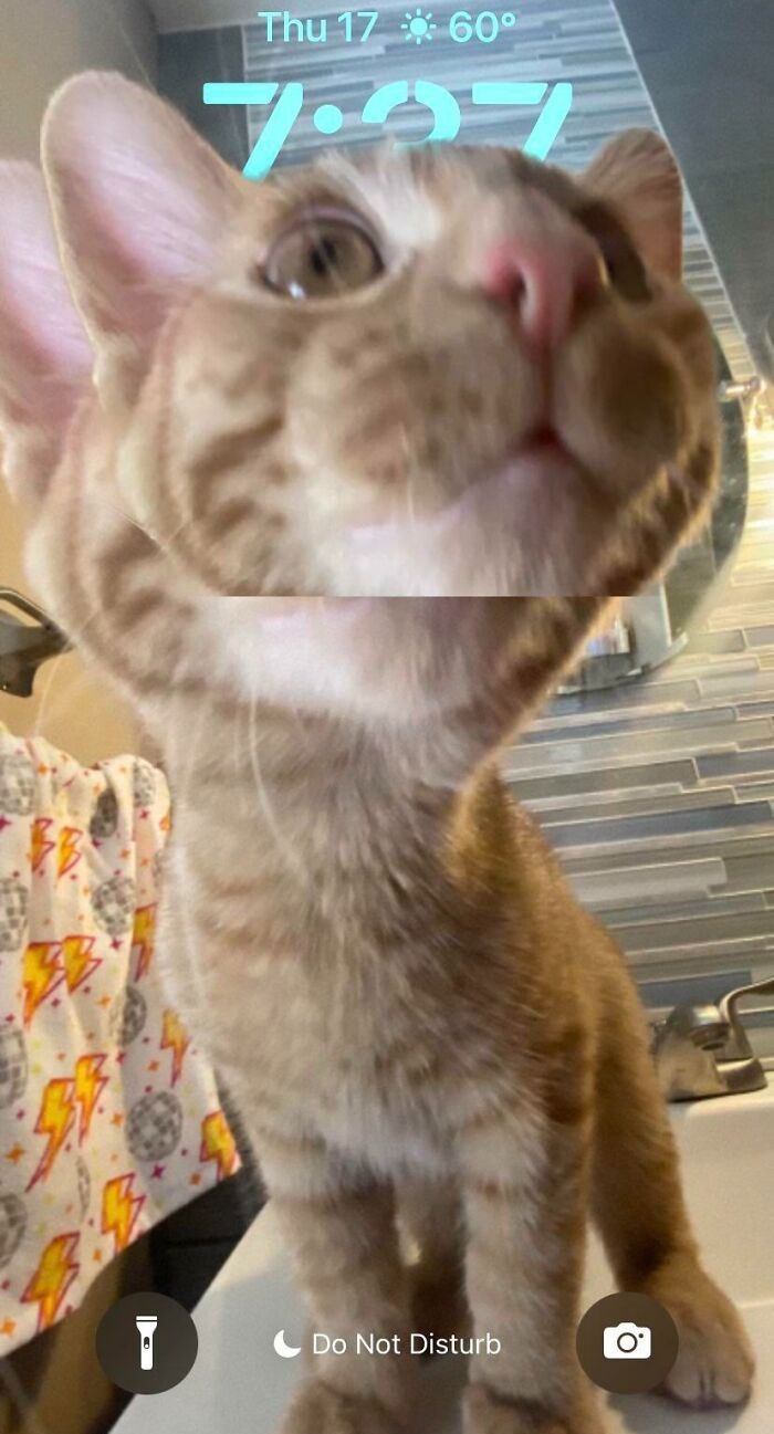 I Don't Remember The Cat Looking Like That In The Photo