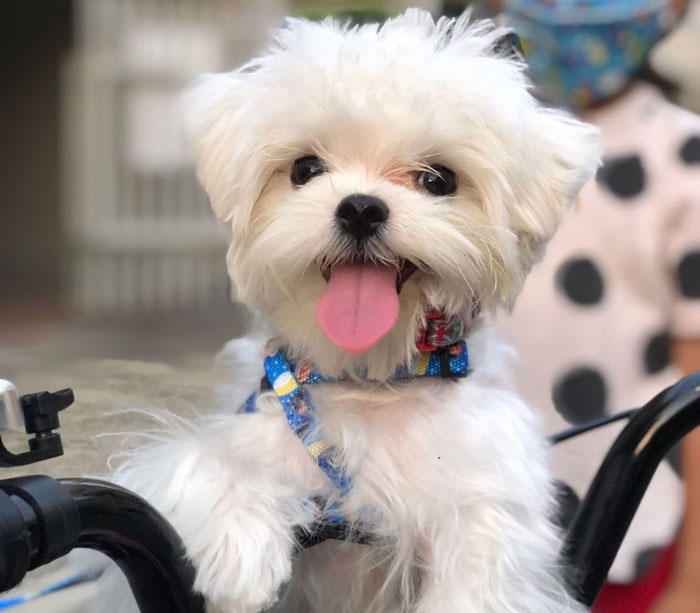 Cute teacup dog with fluffy white fur and harness sitting on a bicycle, tongue out in a playful manner.
