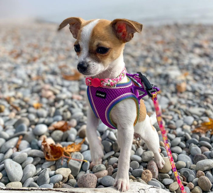 "Teacup dog in a purple harness standing on a rocky beach with a pink leash attached.