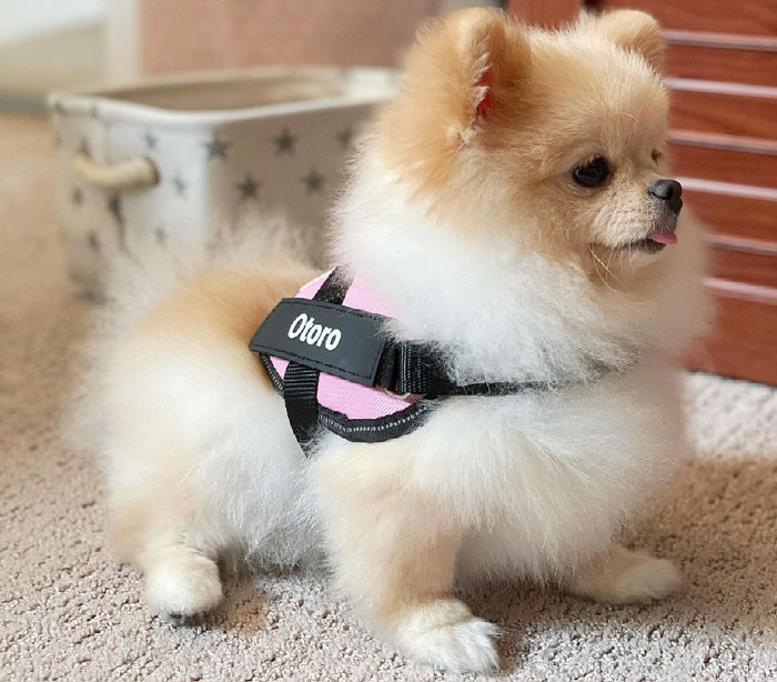 Fluffy teacup dog wearing a pink harness, sitting on a carpet.