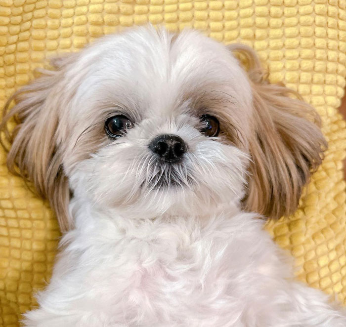 Adorable teacup dog with fluffy white fur and big eyes, relaxing on a yellow blanket.