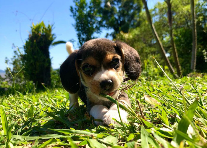 A charming teacup dog exploring the grass in a sunny garden setting.