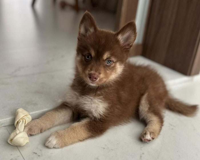 Miniature teacup dog with brown and white fur lying on a floor beside a small bone toy.