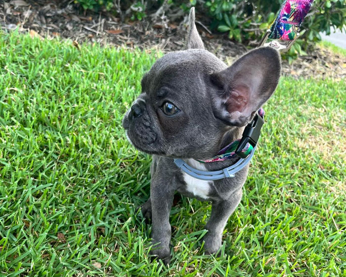 Teacup dog on a leash in the grass, showcasing one of the charming miniature breeds.