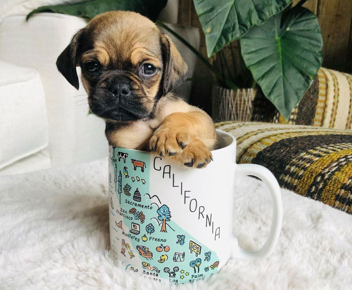 A teacup dog puppy sitting inside a decorative California mug on a cozy blanket.