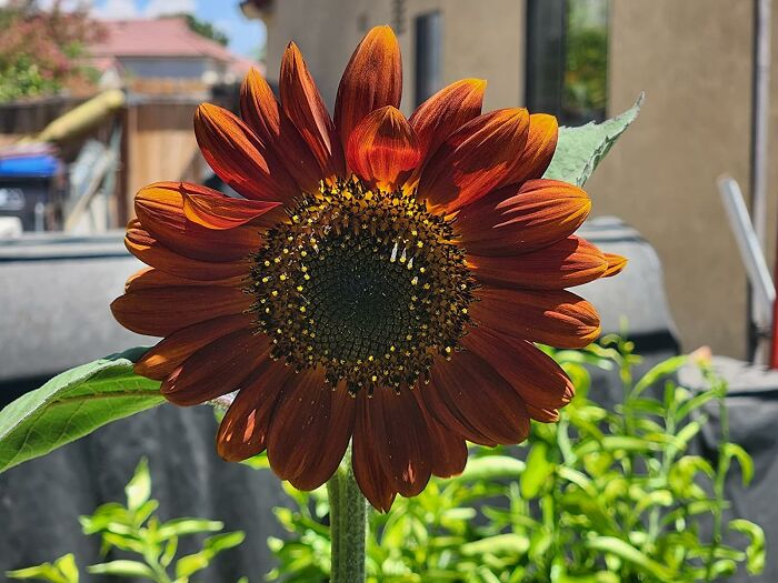 Close-up of a vibrant red sunflower in a sunny garden showcasing low-effort garden finds for beginner gardeners.