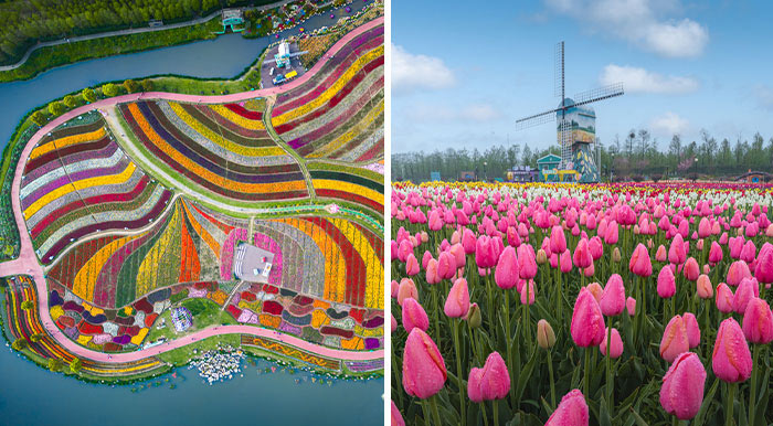 My 34 Photographs Of The Holland Flower Park In China