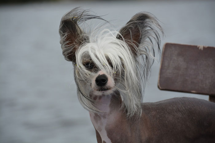 Uniquely adorable Chinese Crested dog with long hair outdoors. - 1