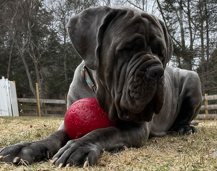 Large Mastiff dog resting outdoors with a red ball, showcasing its uniquely adorable features. - 9