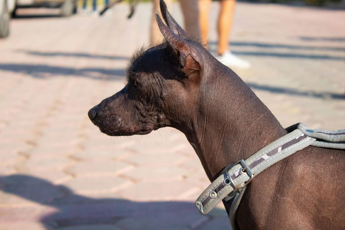 Hairless dog with prominent ears showing unique charm on a sunny sidewalk. - 2