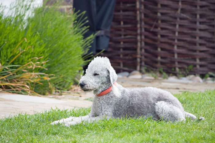 Curly-coated dog resting on grass, showcasing uniquely adorable features. - 3